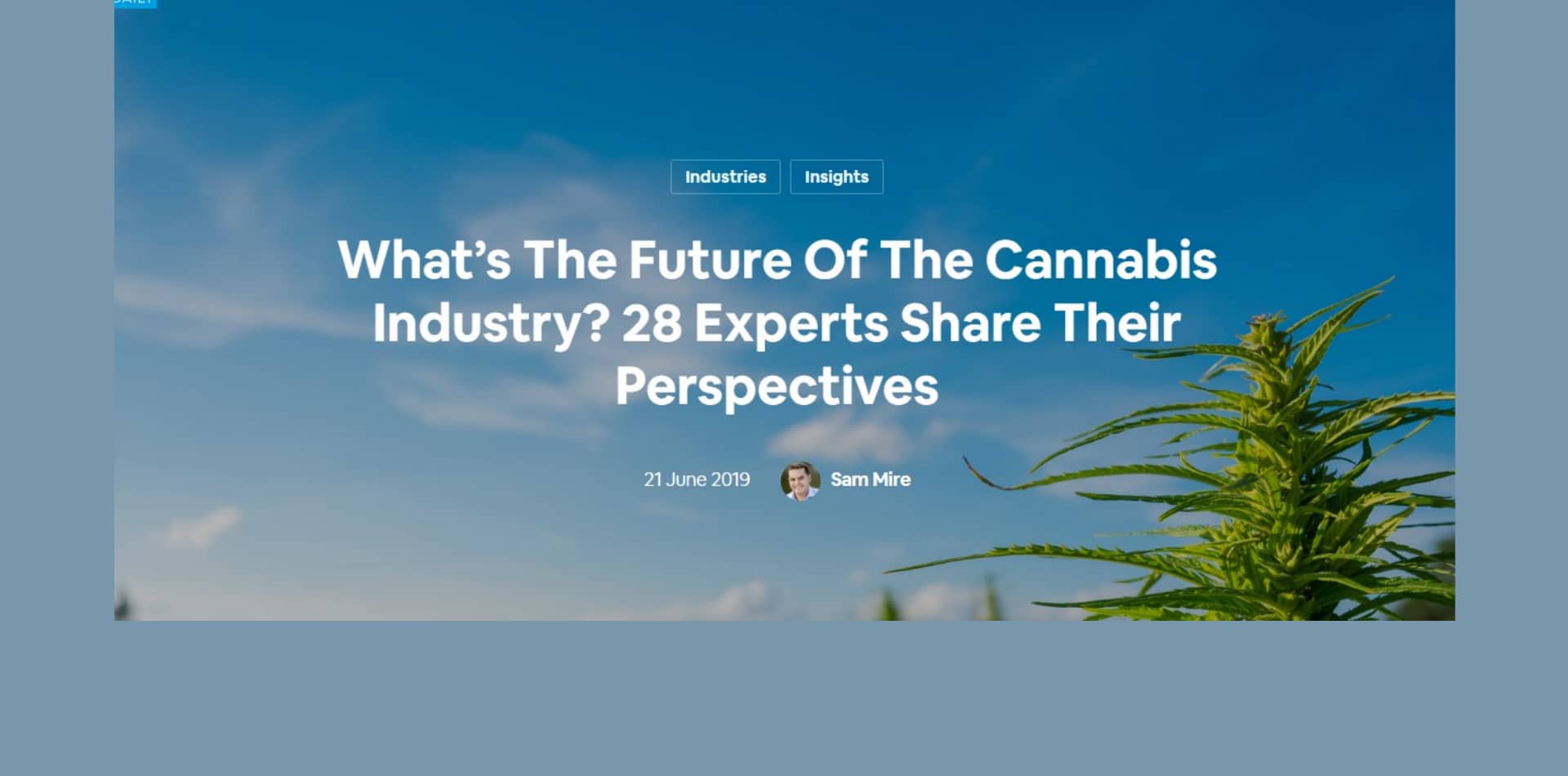 Qual è il futuro dell'industria della cannabis? 28 esperti condividono le loro prospettive