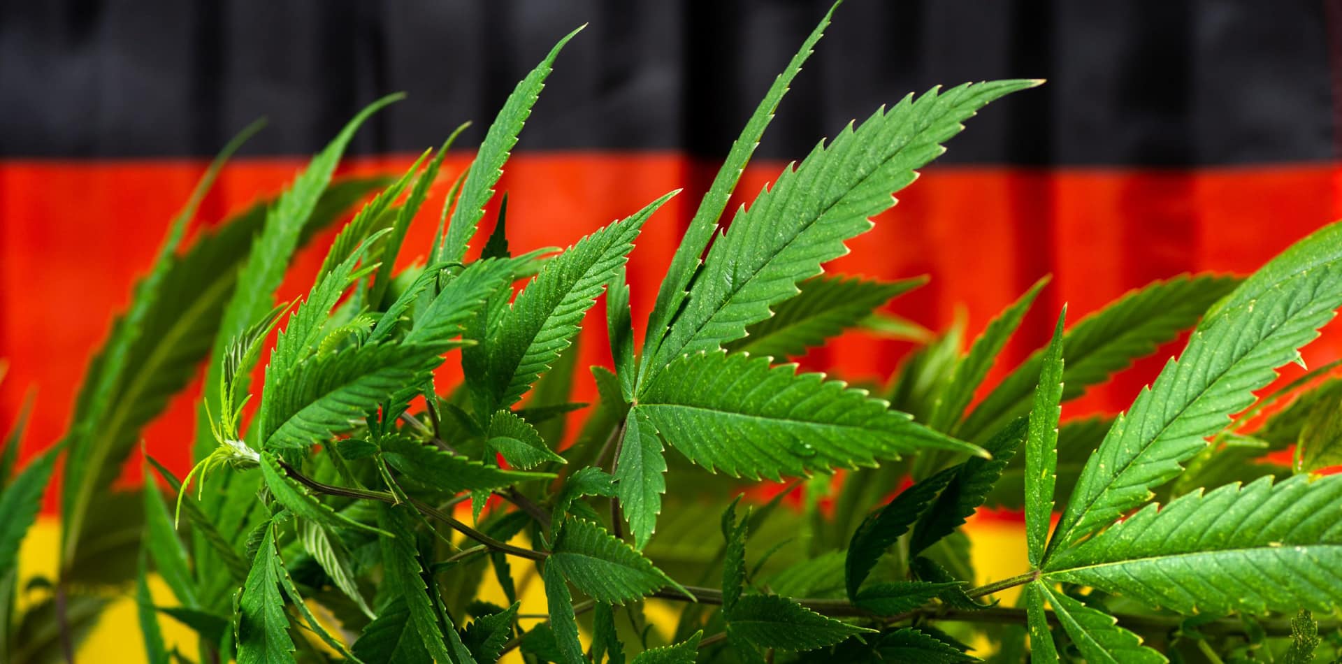 "Onde d'urto positive": La Germania accelera il processo di legalizzazione della cannabis