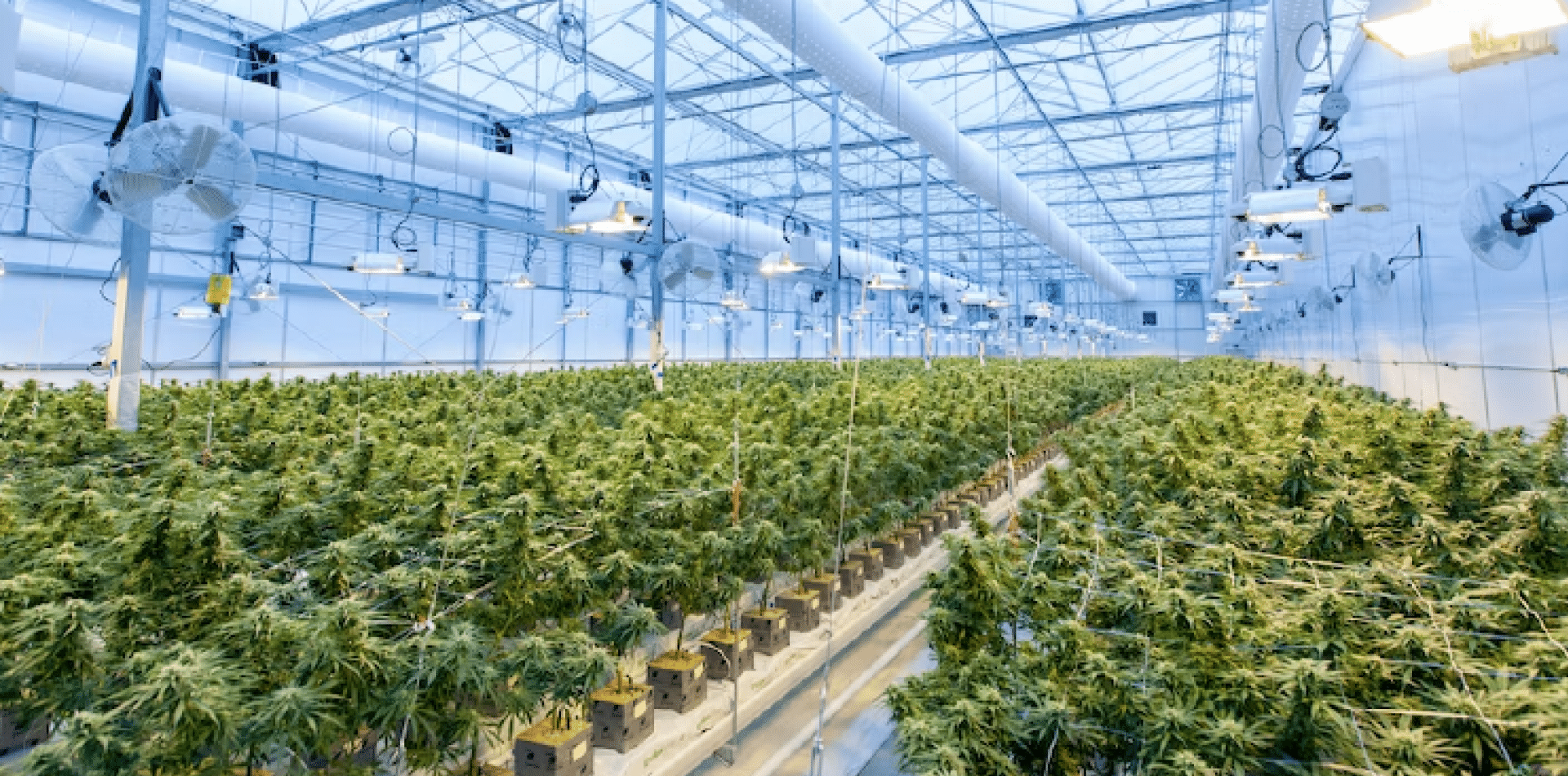 Aggiornamento trimestrale Q2 2022 della cannabis europea