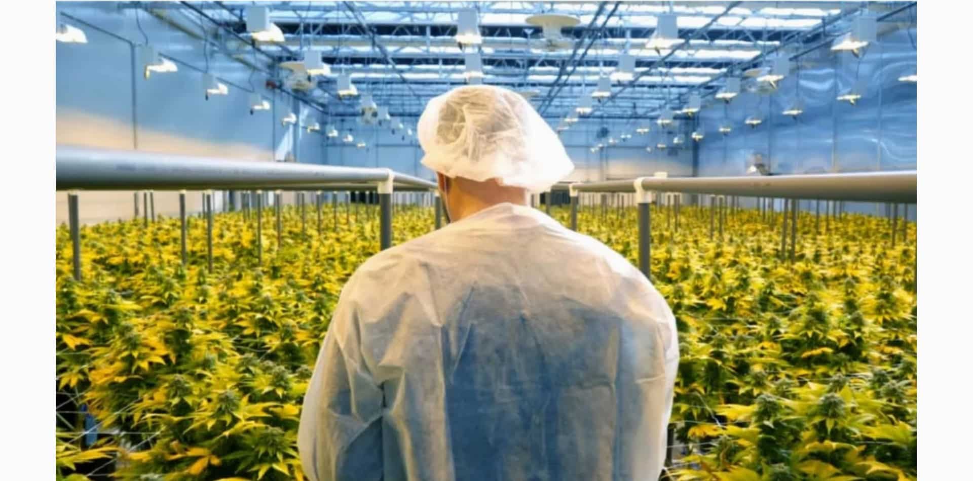 COVID-19 sta lasciando il segno nell'industria della cannabis, dicono gli addetti ai lavori