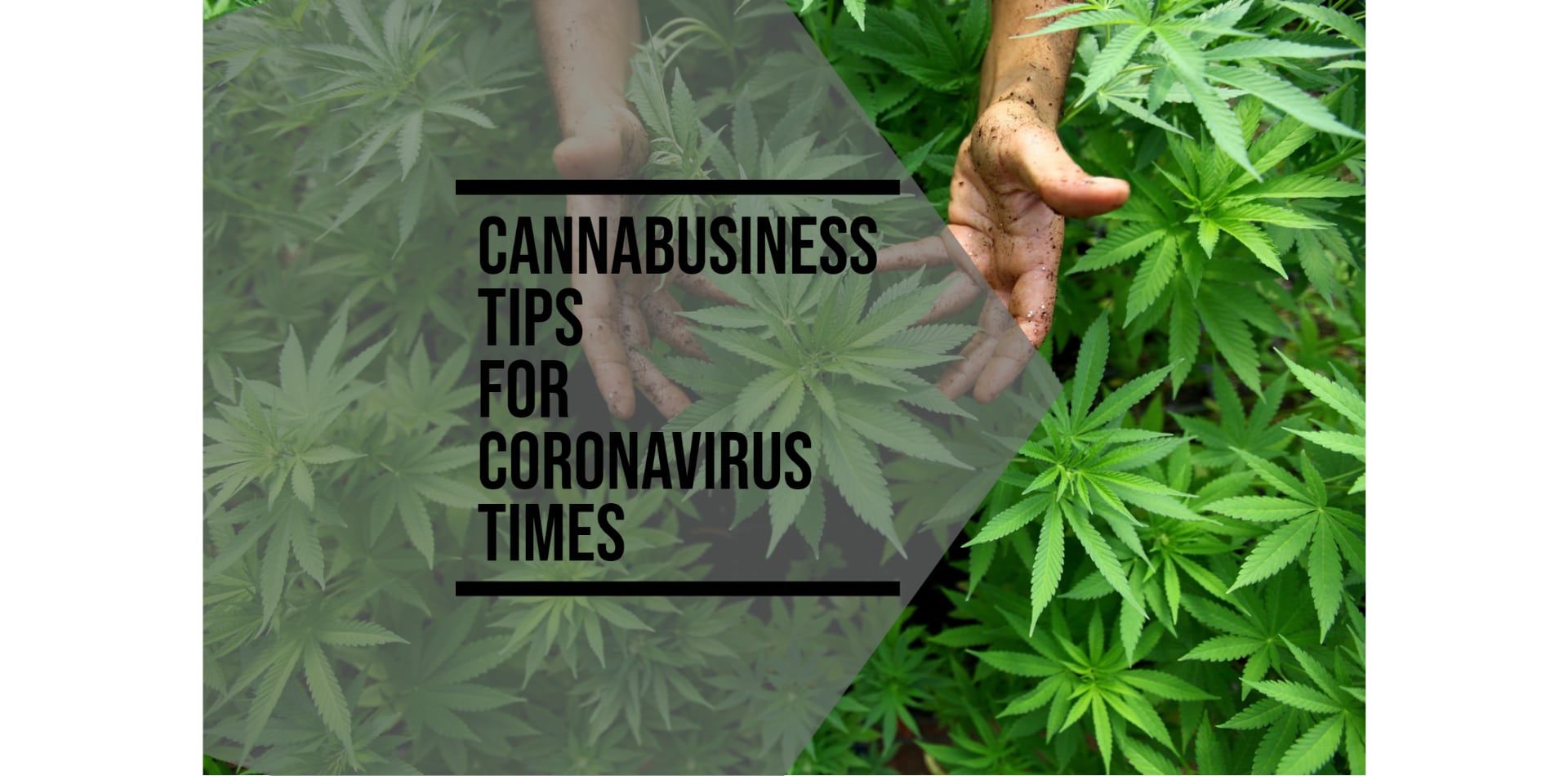 Consigli di CannaBusiness per i tempi del Coronavirus