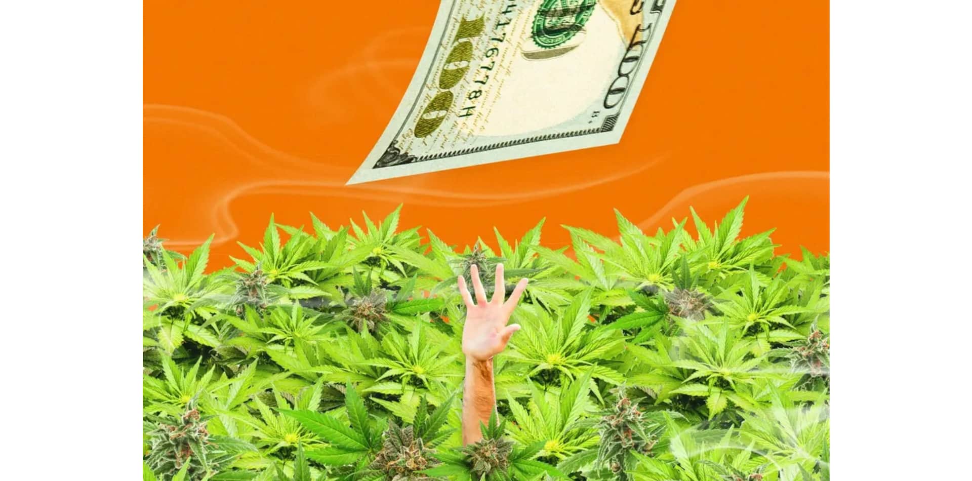 Il punto di forza per le opportunità di business della cannabis è a metà strada tra il settore medico e quello ricreativo": gli esperti spiegano come trovarlo