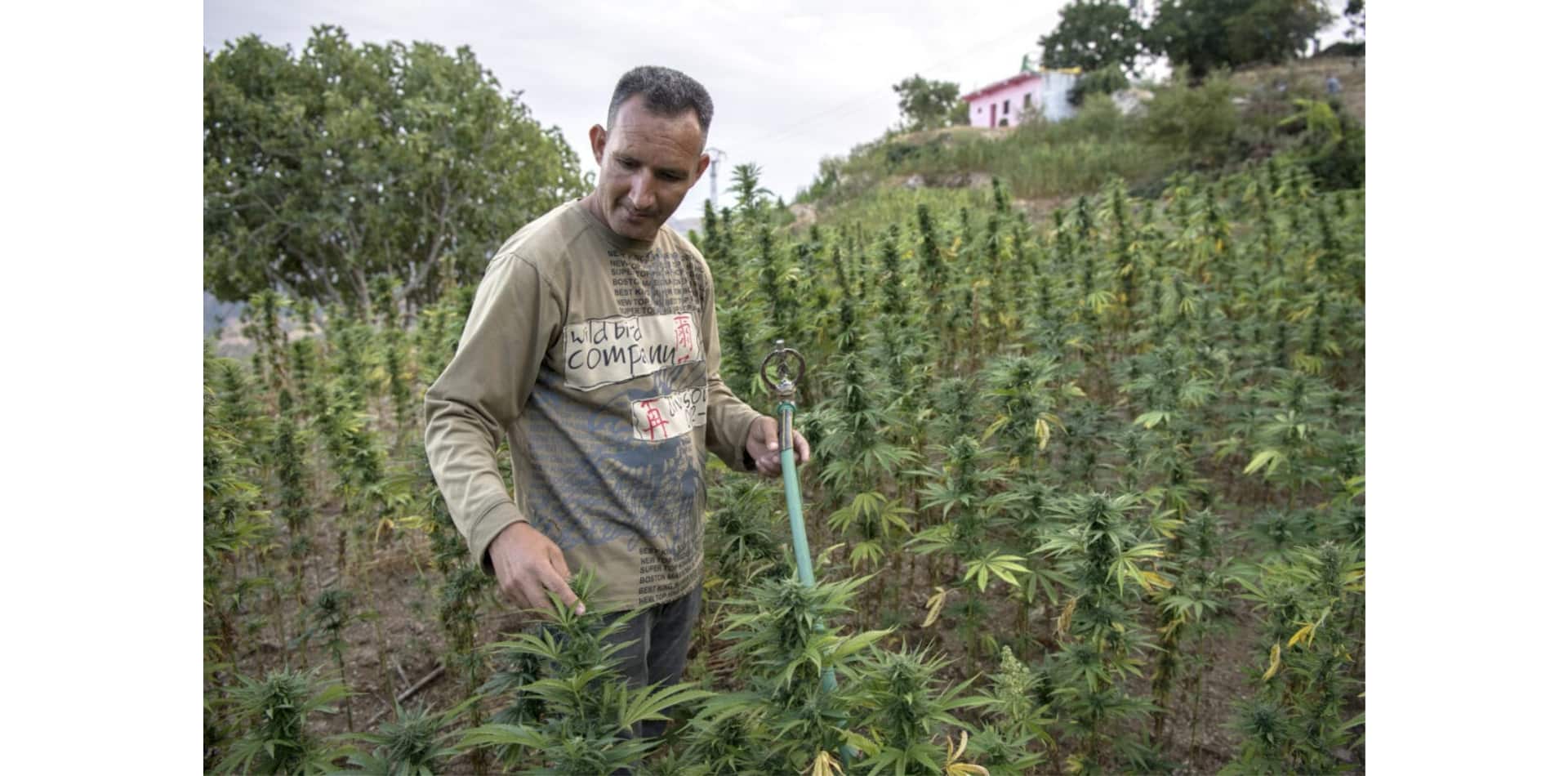 Marocco: Legislazione sulla cannabis, ma il diavolo è nei dettagli