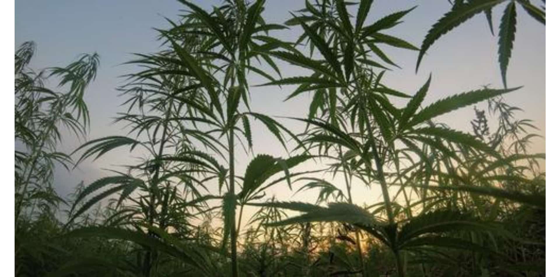 Il modo giusto per avviare un'attività europea nel settore della cannabis