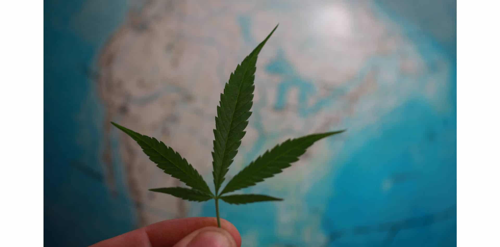 La riforma internazionale della cannabis cresce in Europa e in Sudamerica